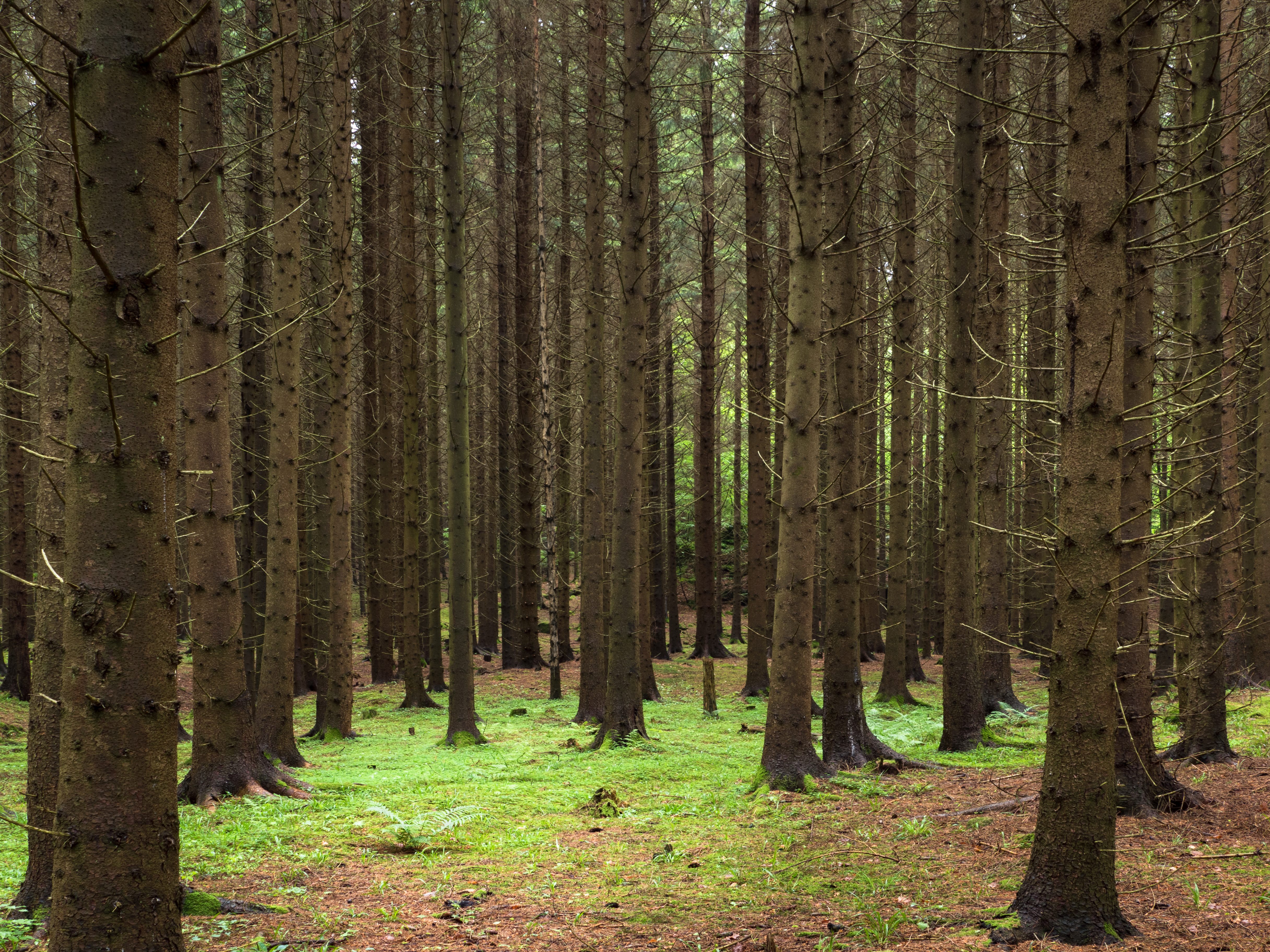 Deep forests, like this one in Lysekil in western Sweden, inspired tales of powerful nature-spirits who could be both dangerous and alluring.